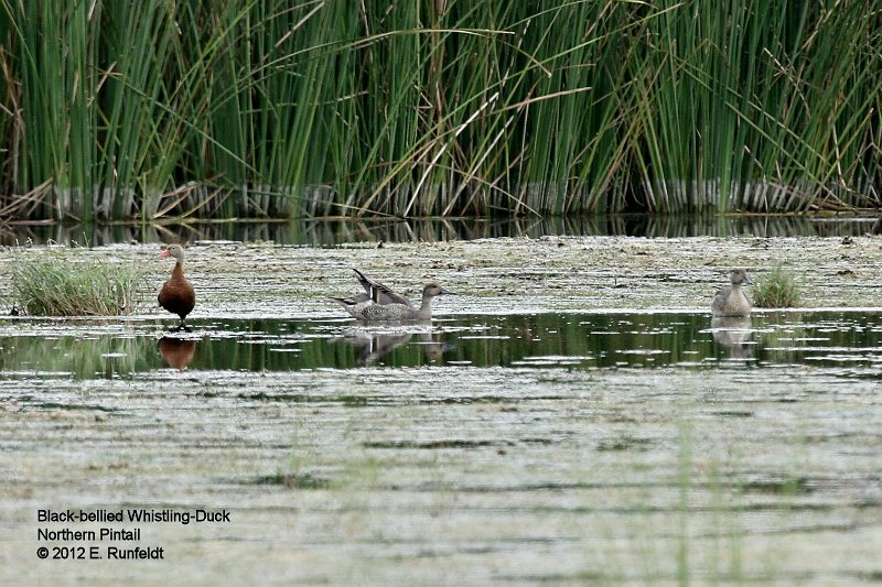 15 Sept-Ducks.jpg
